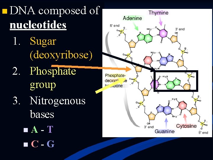 n DNA composed of nucleotides 1. Sugar (deoxyribose) 2. Phosphate group 3. Nitrogenous bases