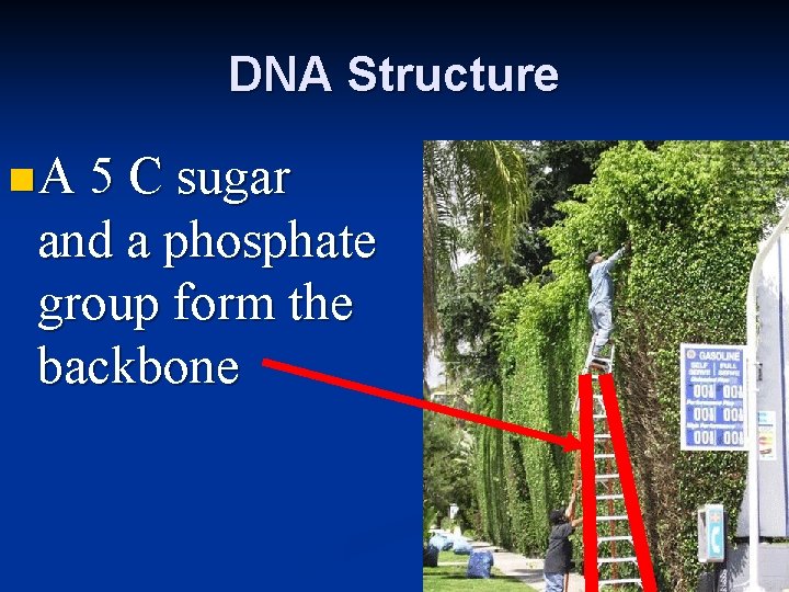 DNA Structure n A 5 C sugar and a phosphate group form the backbone