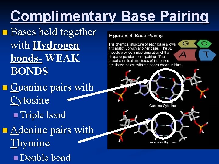 Complimentary Base Pairing n Bases held together with Hydrogen bonds- WEAK BONDS n Guanine