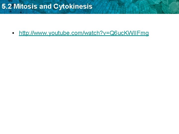 5. 2 Mitosis and Cytokinesis • http: //www. youtube. com/watch? v=Q 6 uc. KWIIFmg