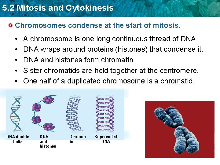5. 2 Mitosis and Cytokinesis Chromosomes condense at the start of mitosis. • •