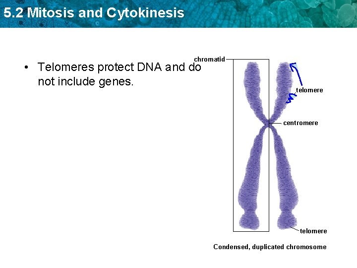 5. 2 Mitosis and Cytokinesis chromatid • Telomeres protect DNA and do not include