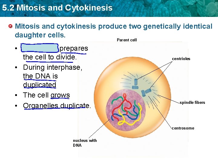 5. 2 Mitosis and Cytokinesis Mitosis and cytokinesis produce two genetically identical daughter cells.