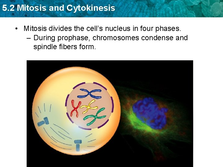 5. 2 Mitosis and Cytokinesis • Mitosis divides the cell’s nucleus in four phases.