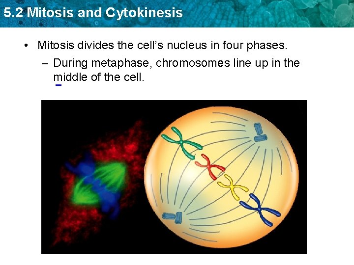 5. 2 Mitosis and Cytokinesis • Mitosis divides the cell’s nucleus in four phases.