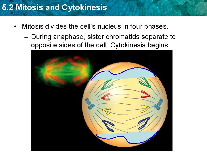 5. 2 Mitosis and Cytokinesis • Mitosis divides the cell’s nucleus in four phases.