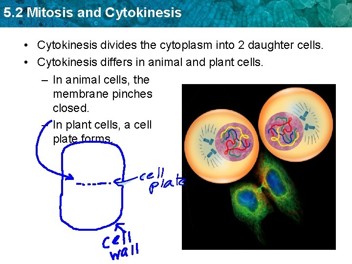 5. 2 Mitosis and Cytokinesis • Cytokinesis divides the cytoplasm into 2 daughter cells.