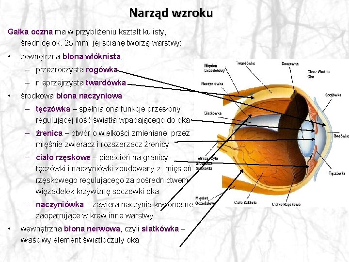 Narząd wzroku Gałka oczna ma w przybliżeniu kształt kulisty, średnicę ok. 25 mm; jej