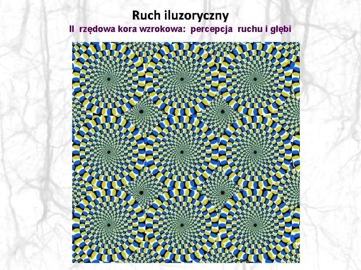 Ruch iluzoryczny II rzędowa kora wzrokowa: percepcja ruchu i głębi 