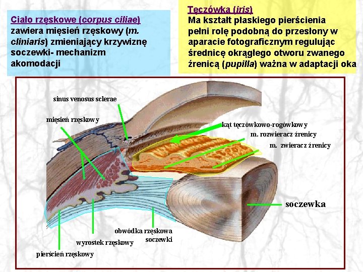 Ciało rzęskowe (corpus ciliae) zawiera mięsień rzęskowy (m. cliniaris) zmieniający krzywiznę soczewki- mechanizm akomodacji