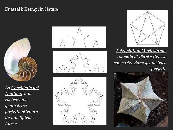 Frattali: Esempi in Natura Astrophitum Myriostgma, esempio di Pianta Grassa con costruzione geometrica perfetta.