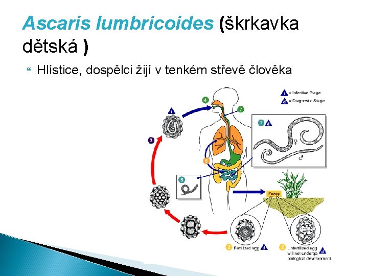 Ascaris lumbricoides (škrkavka dětská ) Hlístice, dospělci žijí v tenkém střevě člověka 