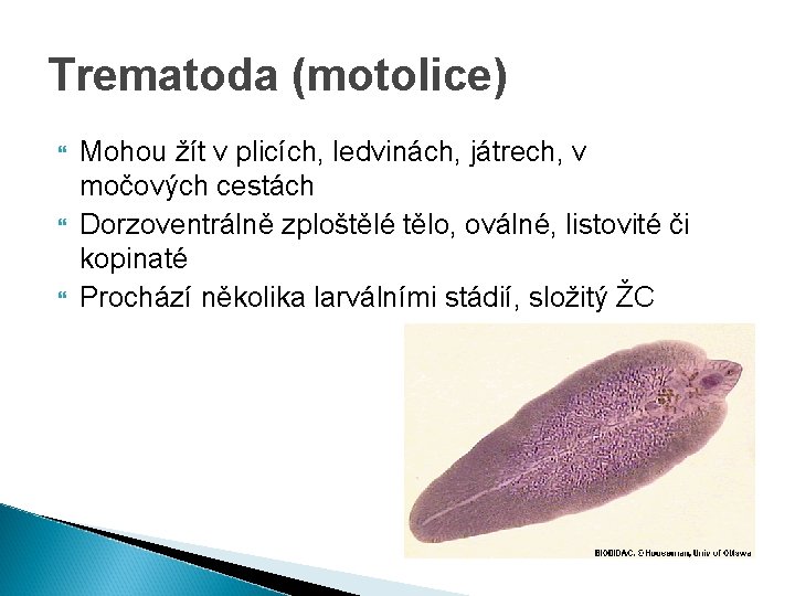 Trematoda (motolice) Mohou žít v plicích, ledvinách, játrech, v močových cestách Dorzoventrálně zploštělé tělo,