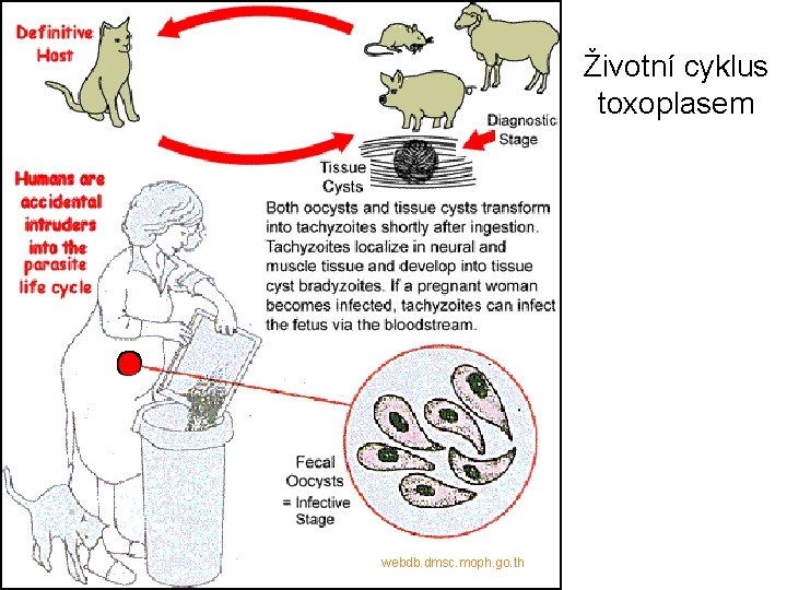 Životní cyklus toxoplasem webdb. dmsc. moph. go. th 