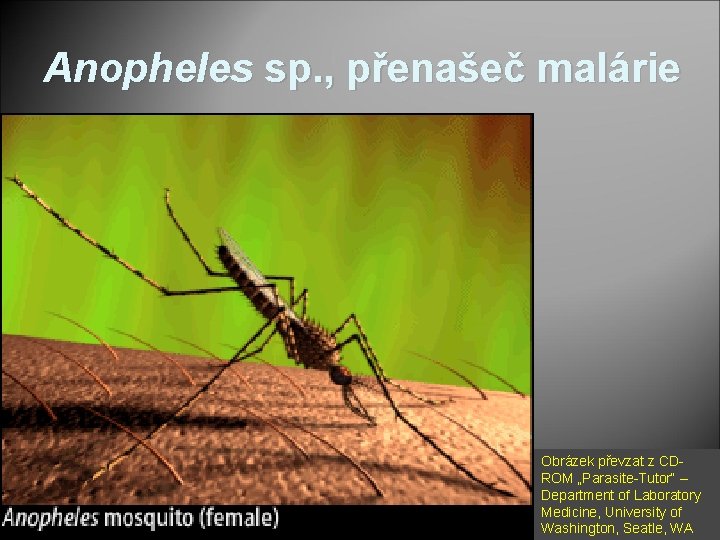 Anopheles sp. , přenašeč malárie Obrázek převzat z CDROM „Parasite-Tutor“ – Department of Laboratory