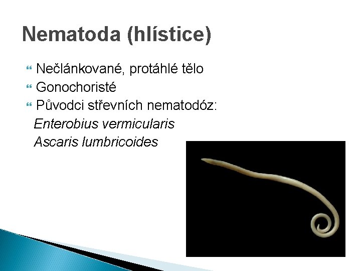 Nematoda (hlístice) Nečlánkované, protáhlé tělo Gonochoristé Původci střevních nematodóz: Enterobius vermicularis Ascaris lumbricoides 