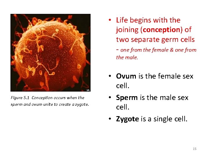  • Life begins with the joining (conception) of two separate germ cells -