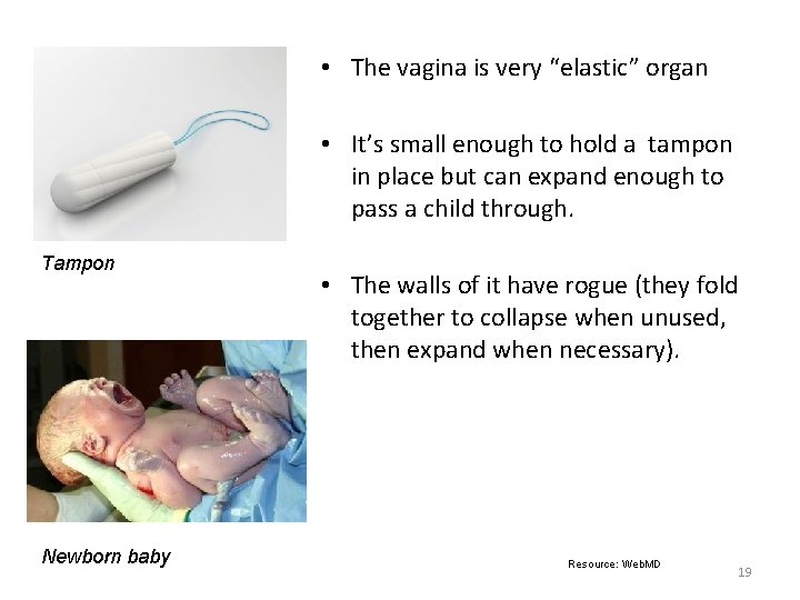  • The vagina is very “elastic” organ • It’s small enough to hold