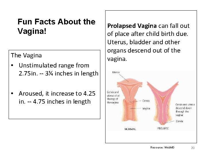 Fun Facts About the Vagina! The Vagina • Unstimulated range from 2. 75 in.