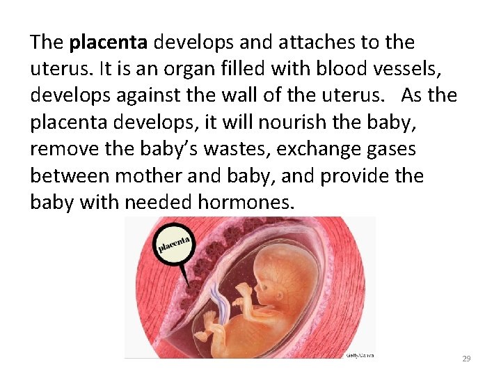 The placenta develops and attaches to the uterus. It is an organ filled with