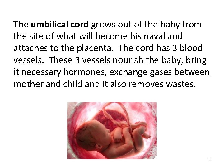 The umbilical cord grows out of the baby from the site of what will