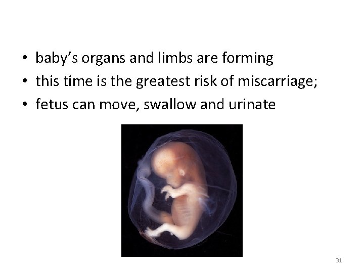  • baby’s organs and limbs are forming • this time is the greatest
