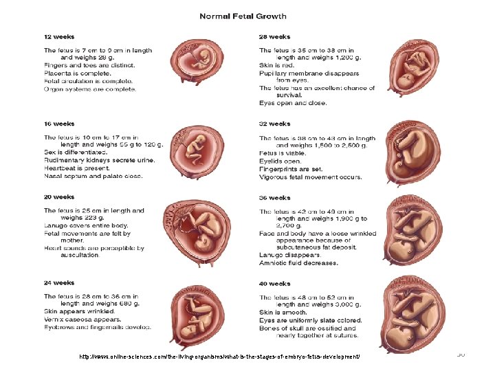 http: //www. online-sciences. com/the-living-organisms/what-is-the-stages-of-embryo-fetus-development/ 36 