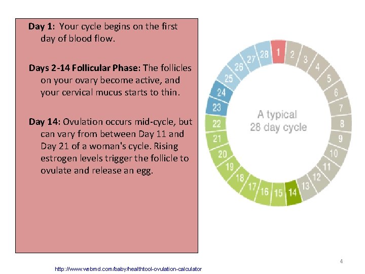Day 1: Your cycle begins on the first day of blood flow. Days 2