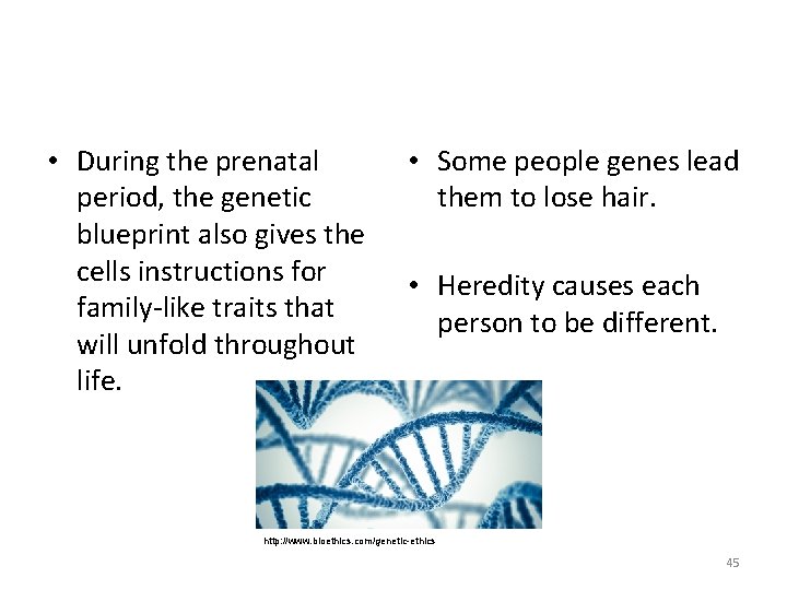  • During the prenatal period, the genetic blueprint also gives the cells instructions