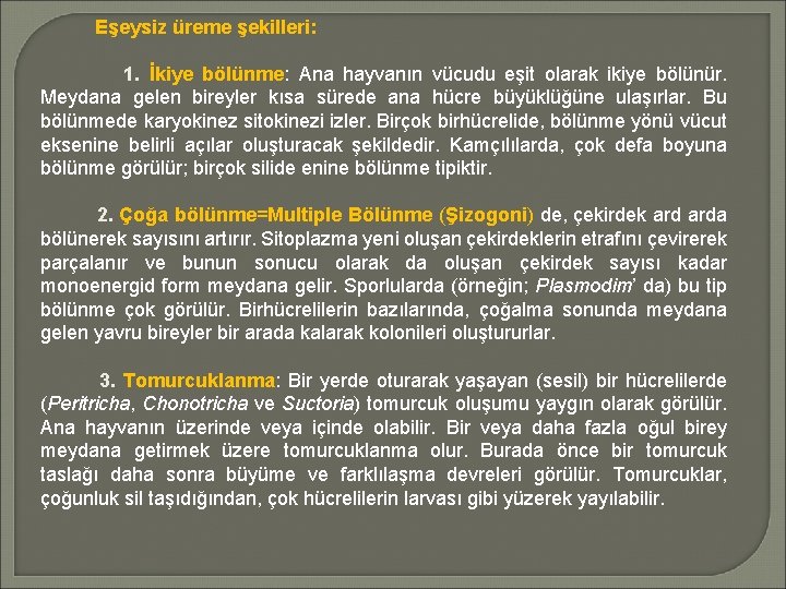 Eşeysiz üreme şekilleri: 1. İkiye bölünme: Ana hayvanın vücudu eşit olarak ikiye bölünür. Meydana