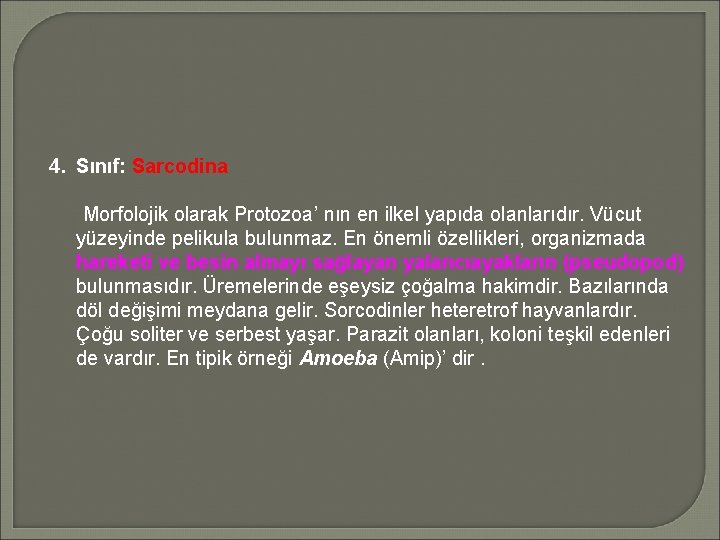 4. Sınıf: Sarcodina Morfolojik olarak Protozoa’ nın en ilkel yapıda olanlarıdır. Vücut yüzeyinde pelikula