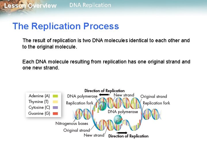 Lesson Overview DNA Replication The Replication Process The result of replication is two DNA