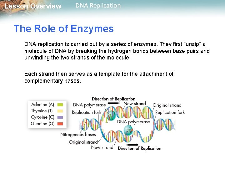 Lesson Overview DNA Replication The Role of Enzymes DNA replication is carried out by