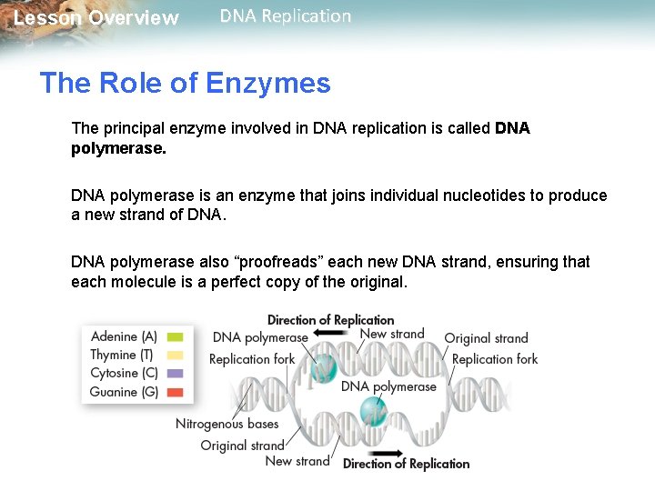 Lesson Overview DNA Replication The Role of Enzymes The principal enzyme involved in DNA