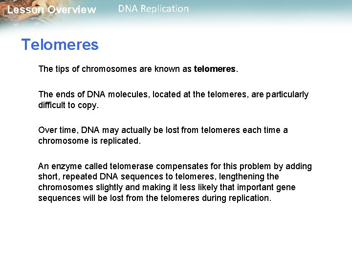 Lesson Overview DNA Replication Telomeres The tips of chromosomes are known as telomeres. The