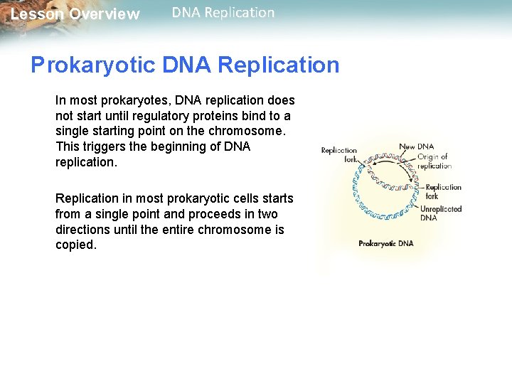 Lesson Overview DNA Replication Prokaryotic DNA Replication In most prokaryotes, DNA replication does not