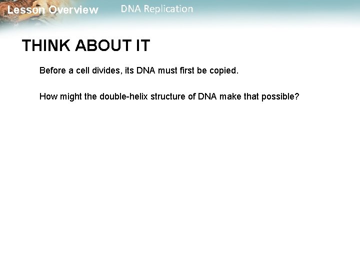 Lesson Overview DNA Replication THINK ABOUT IT Before a cell divides, its DNA must