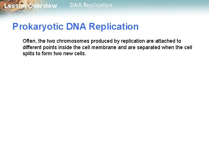 Lesson Overview DNA Replication Prokaryotic DNA Replication Often, the two chromosomes produced by replication