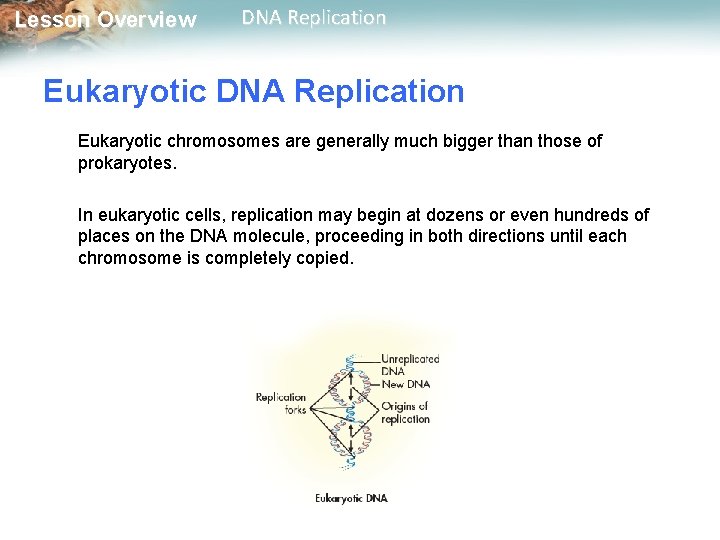 Lesson Overview DNA Replication Eukaryotic chromosomes are generally much bigger than those of prokaryotes.