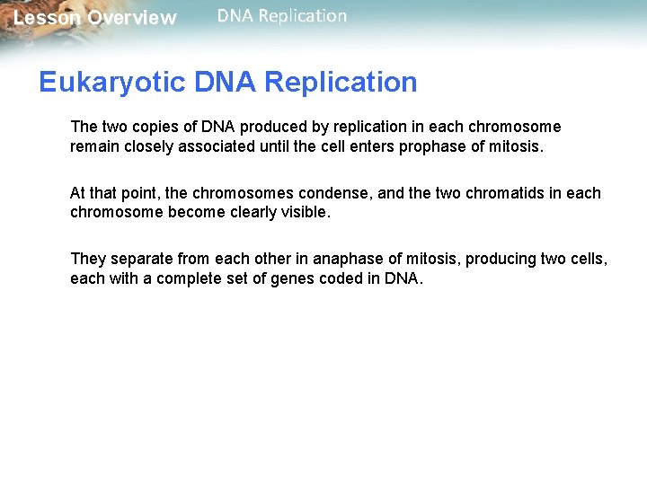 Lesson Overview DNA Replication Eukaryotic DNA Replication The two copies of DNA produced by