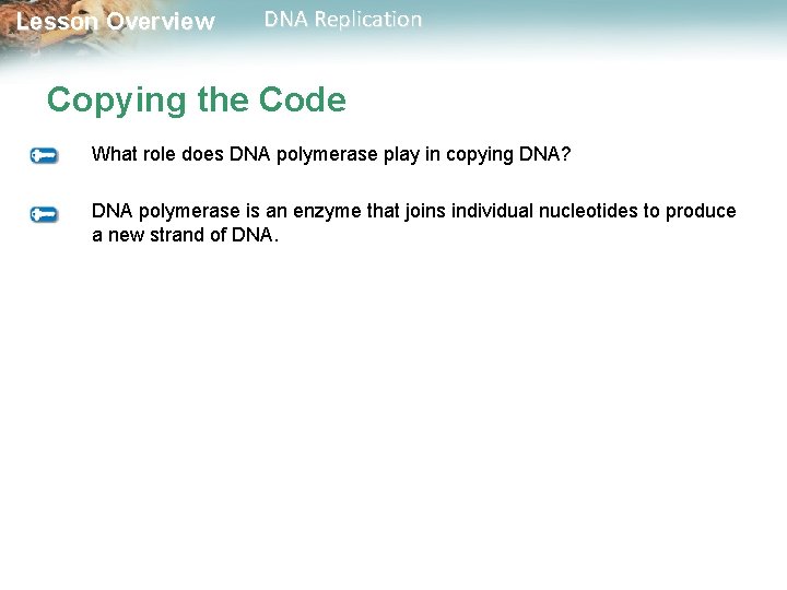 Lesson Overview DNA Replication Copying the Code What role does DNA polymerase play in