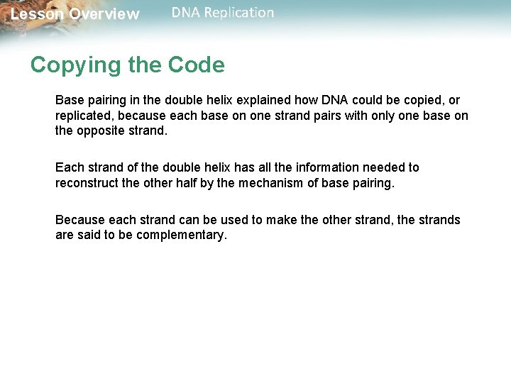Lesson Overview DNA Replication Copying the Code Base pairing in the double helix explained