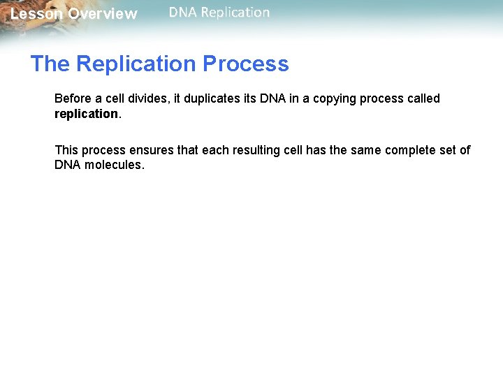 Lesson Overview DNA Replication The Replication Process Before a cell divides, it duplicates its