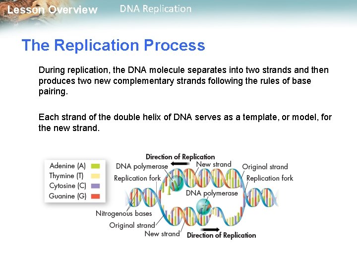 Lesson Overview DNA Replication The Replication Process During replication, the DNA molecule separates into