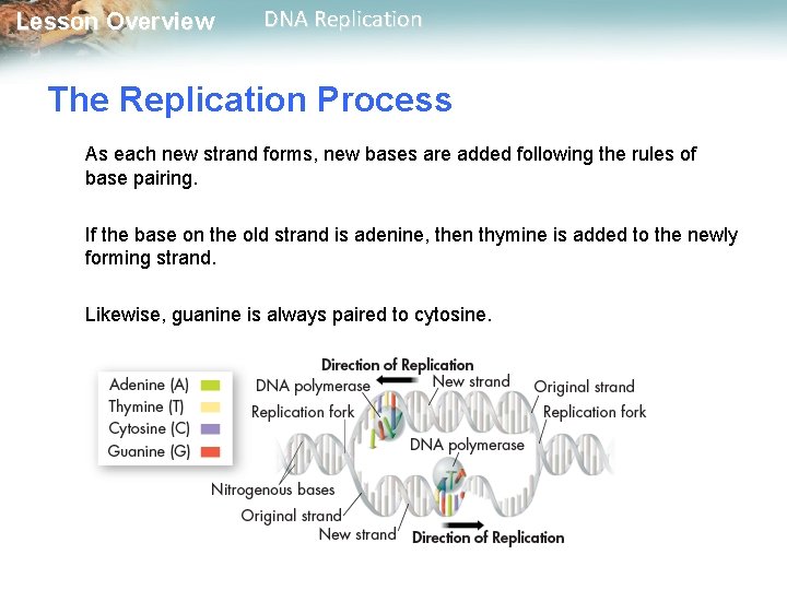 Lesson Overview DNA Replication The Replication Process As each new strand forms, new bases