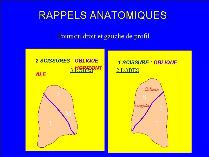 RAPPELS ANATOMIQUES Poumon droit et gauche de profil 2 SCISSURES : OBLIQUE 3 HORIZONT