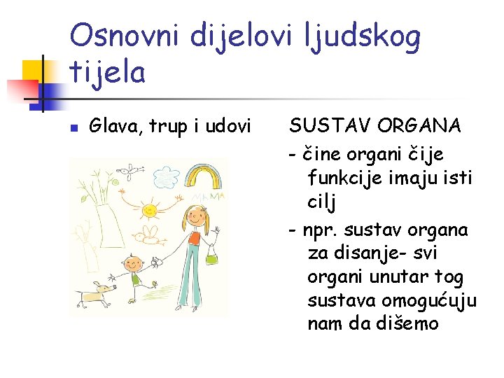 Osnovni dijelovi ljudskog tijela n Glava, trup i udovi SUSTAV ORGANA - čine organi