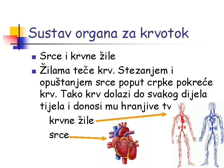 Sustav organa za krvotok n n Srce i krvne žile Žilama teče krv. Stezanjem