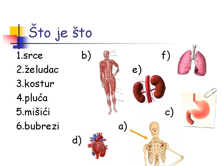 Što je što 1. srce 2. želudac 3. kostur 4. pluća 5. mišići 6.