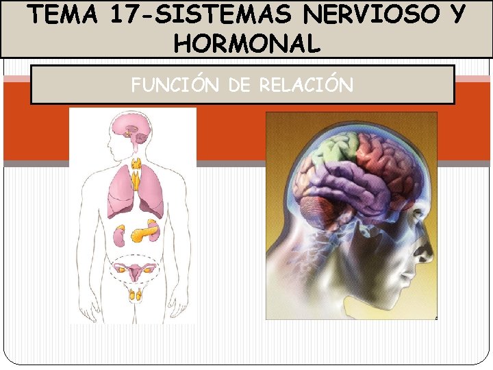 TEMA 17 -SISTEMAS NERVIOSO Y HORMONAL FUNCIÓN DE RELACIÓN 